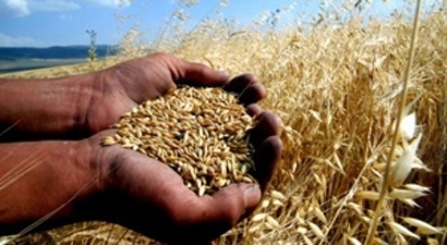 Malkara`da Buğday Alımları Başladı