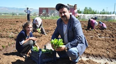 Muş`ta Yılın İlk Tütünü Ekildi