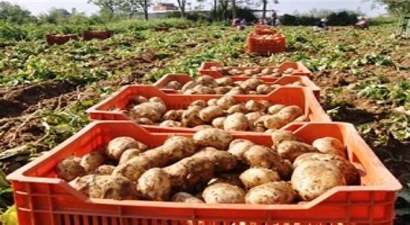 Ödemiş`e Patates Alım Desteği