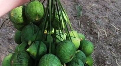 Ödemiş`te İncir İçin İlekleme Dönemi Başladı