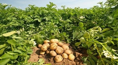 Patates Üreticilerinin Beklediği Destek Geldi