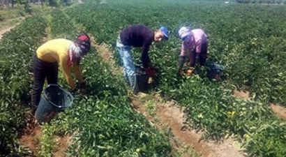 Salihli`de Yerli Domates Hasadı Başladı
