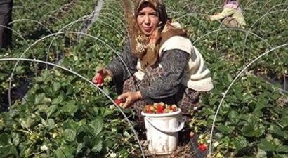 Yalova`daki Çilek Hasadının Yüzde 40`ı Tamamlandı