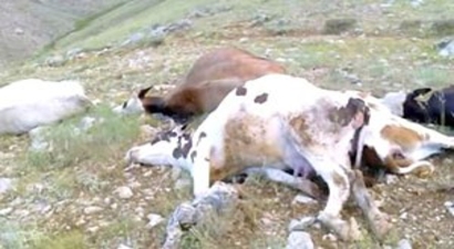 Yıldırım Düşmesi Sonucu 5 İnek Telef Oldu