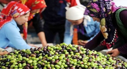 Antalya`da Zeytincilik Göz Ardı Edilemez