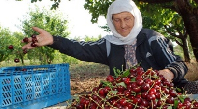 Bin 650 Nüfuslu Köyden Avrupa`ya Kirazı İhracatı
