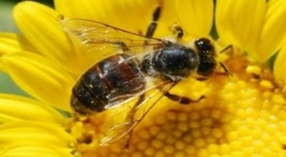 Suni Tohumlama İle `Güçlü Arı` Üretimi