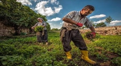 FAO Küçük Üretici ve Tüketicinin Sesi Olmalı