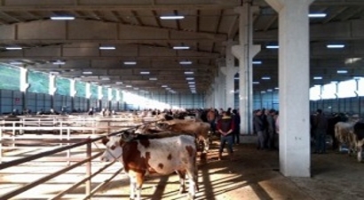 Samsun`da Tarım ve Hayvancılık Yatırımları