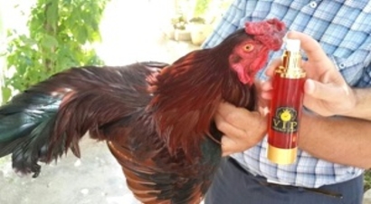 Tavuklara Özel Enerji İçeceği