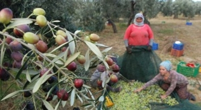 Türkiye`nin İlk Zeytin Organize Sanayisi Kuruluyor