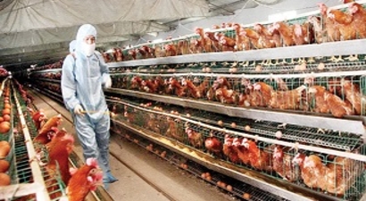 Ucuzlamayan Kırmızı Et Beyaza Mecbur Bırakıyor