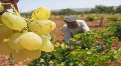 Hasadı Başlayan Üzümün Gözü Rusya`da