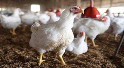 Tavuklarda `Yapay Tohumlama` ile Parazit Mücadelesi