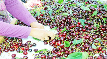 Avrupa ve Ortadoğu Türk Kiraz`ına Doyacak