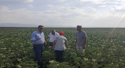 Konya Şeker, Yerli Patates Tohumu Üretti