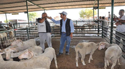 Manisa`da Kurbanlık Satışları Başladı