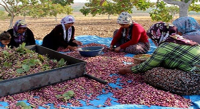 Savaşın Yanı Başında Hasat Yapıyorlar