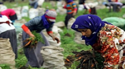 Mevsimlik Tarım İşçileri Bursa`dan Kaçıyor