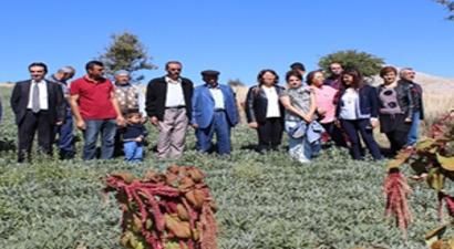 İlk Tıbbi Adaçayı Hasadı Yapıldı