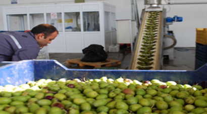 Hasadı Başlayan Zeytin, Üreticisini Üzdü