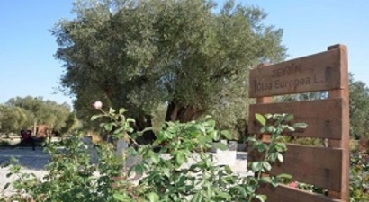Kırkağaç`taki 1654 Yaşındaki Anıt Zeytin Ağacında Hasat