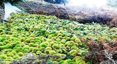 İtalya`ya Kestane Ödemiş`ten Gitti