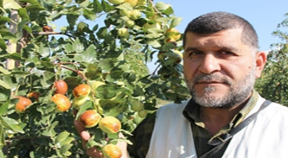 Boğaziçili Çitfçi, Elma Bahçelerini Söküp Rüyasında Gördüğü Hünnapı Dikti