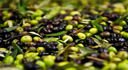 Zeytin En Çok Irak ve Almanya`ya Satıldı