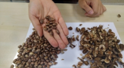 4. Şile Tohum Takas Şenliği Yarın Başlıyor