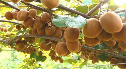Kivide Hasat Zamanı