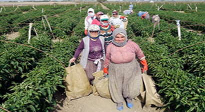 Lassa 3 Bine Yakın Çiftçiye Ulaştı