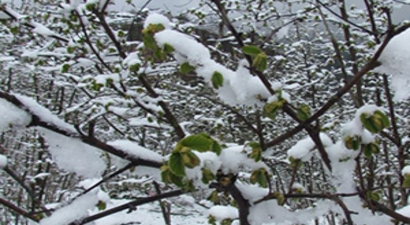 Meteorolojiden Zirai Don ve Sağanak Uyarısı