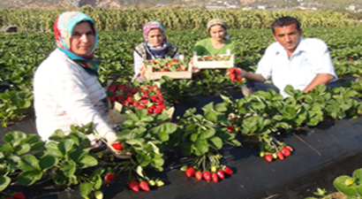 Antalya`da Kış Dönemi Çilek Hasadı Başladı