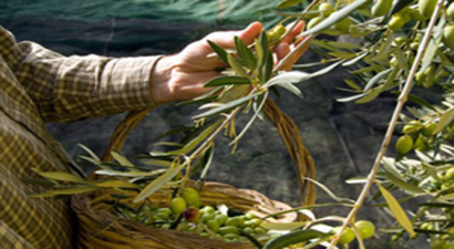 Yeni Sezon `Zeytin Sütü` Raflarda
