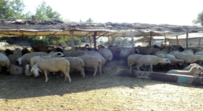 Serik Canlı Hayvan Pazarı Karantinaya Alındı