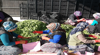 Silifke`den Irak`a Bakla İhracı
