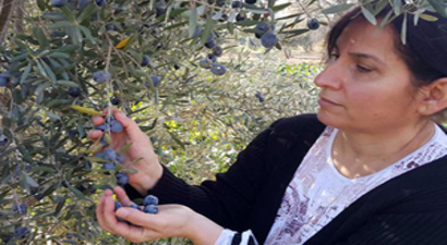 Zeytin Üreticisini `Yağmur Korkusu` sardı