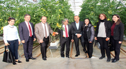 Adana`da İlk Topraksız Domates Hasadı