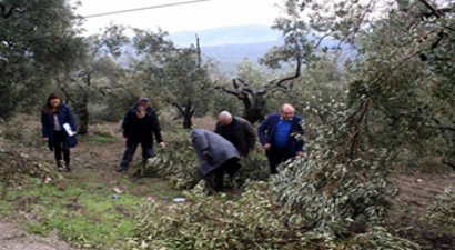 Kar Zeytin Ağaçlarını Budadı