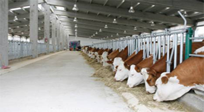 Hayvancılık Tesisine `Hastalıktan Ari İşletme Sertifikası`