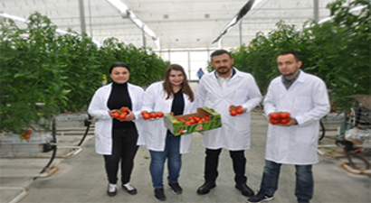 Termal Sera`da Domates Hasadı Başladı