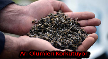 Arı Yetiştiricileri Paniğe Kapıldı
