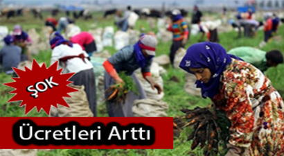 Mevsimlik Tarı İşçileri Ücretleri Arttı