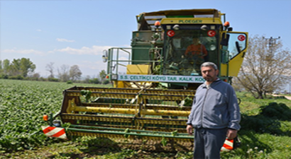 Ispanak Hasadı Başladı