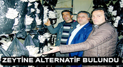 Zeytine Alternatif İstiridye Mantarı
