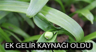 Fındık Üreticilerine İlave Gelir