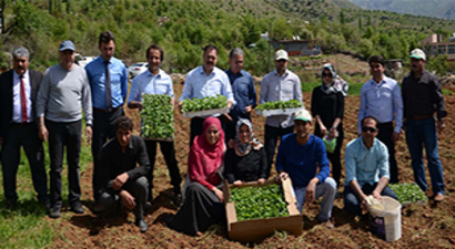 Tıbbi ve Aromatik Bitkiler Toprakla Buluştu