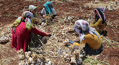 Araban Sarımsağında Rekolte Artışı