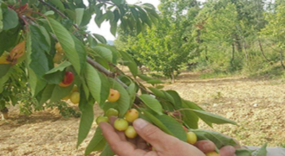 Aşırı Yağışlar Meyve Üreticilerini Endişelendiriyor